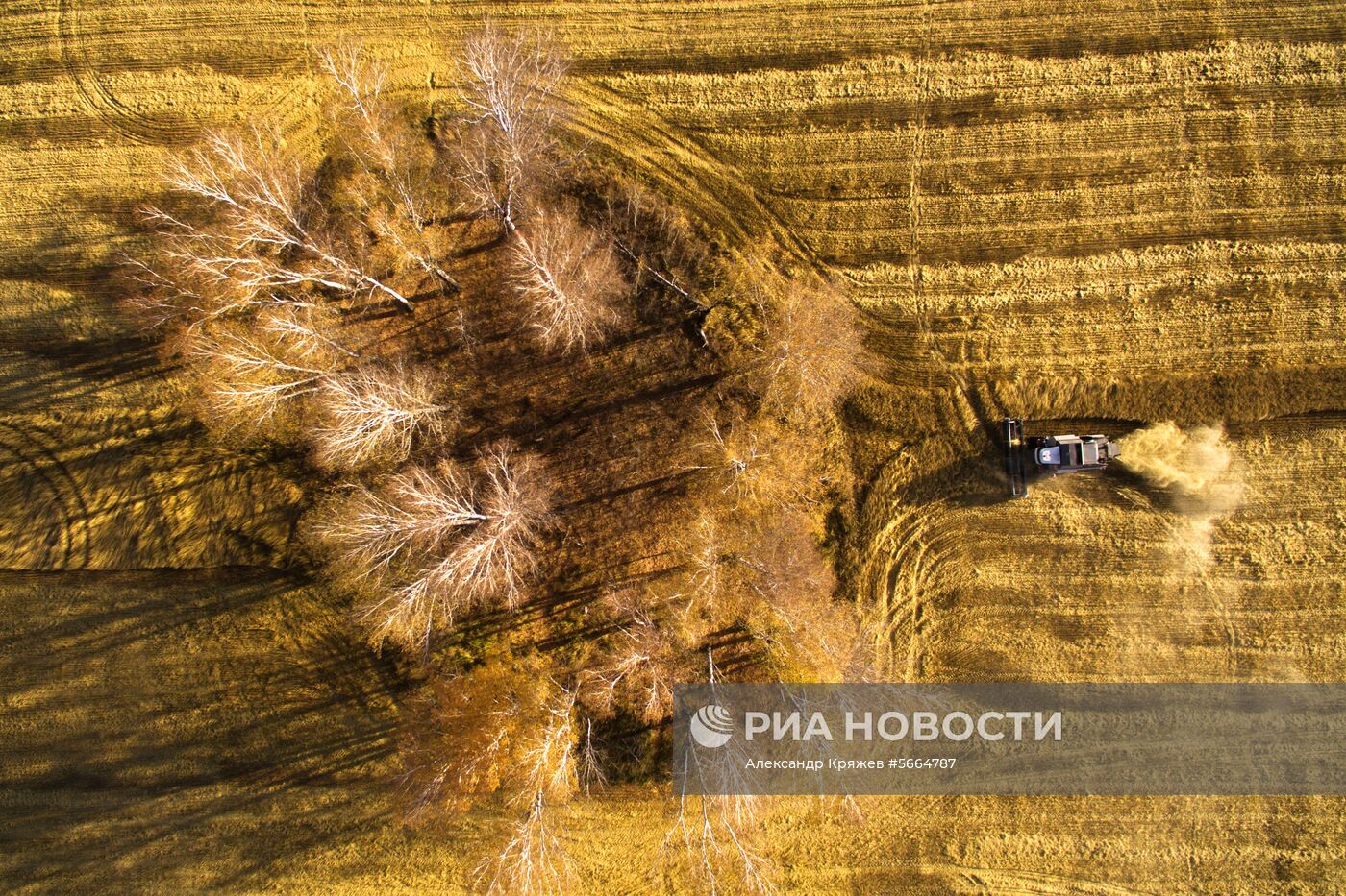 Уборка зерновых в Новосибирской области