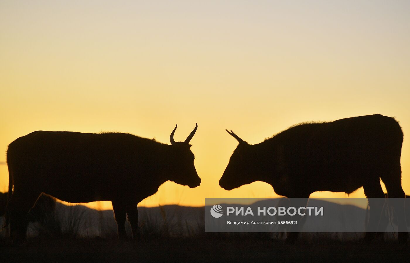 Страны мира. Монголия