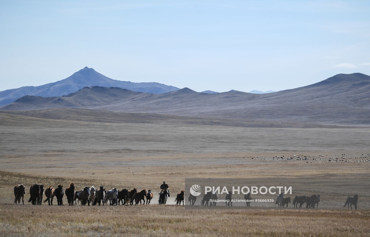 Скотовод в монголии букв. Пастух в Монголии. Библиотека в Монголии. Монголец пастух.
