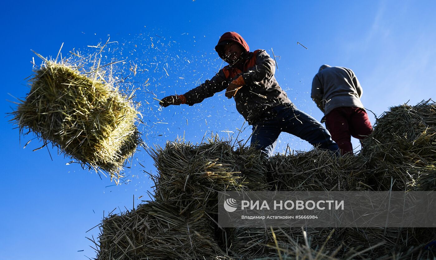 Страны мира. Монголия