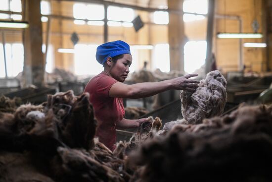 Фабрика по производству ковров «Эрдэнэт Хивс» в Монголии