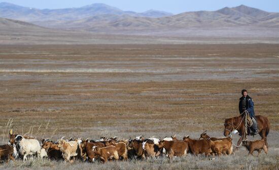 Скотовод в монголии букв