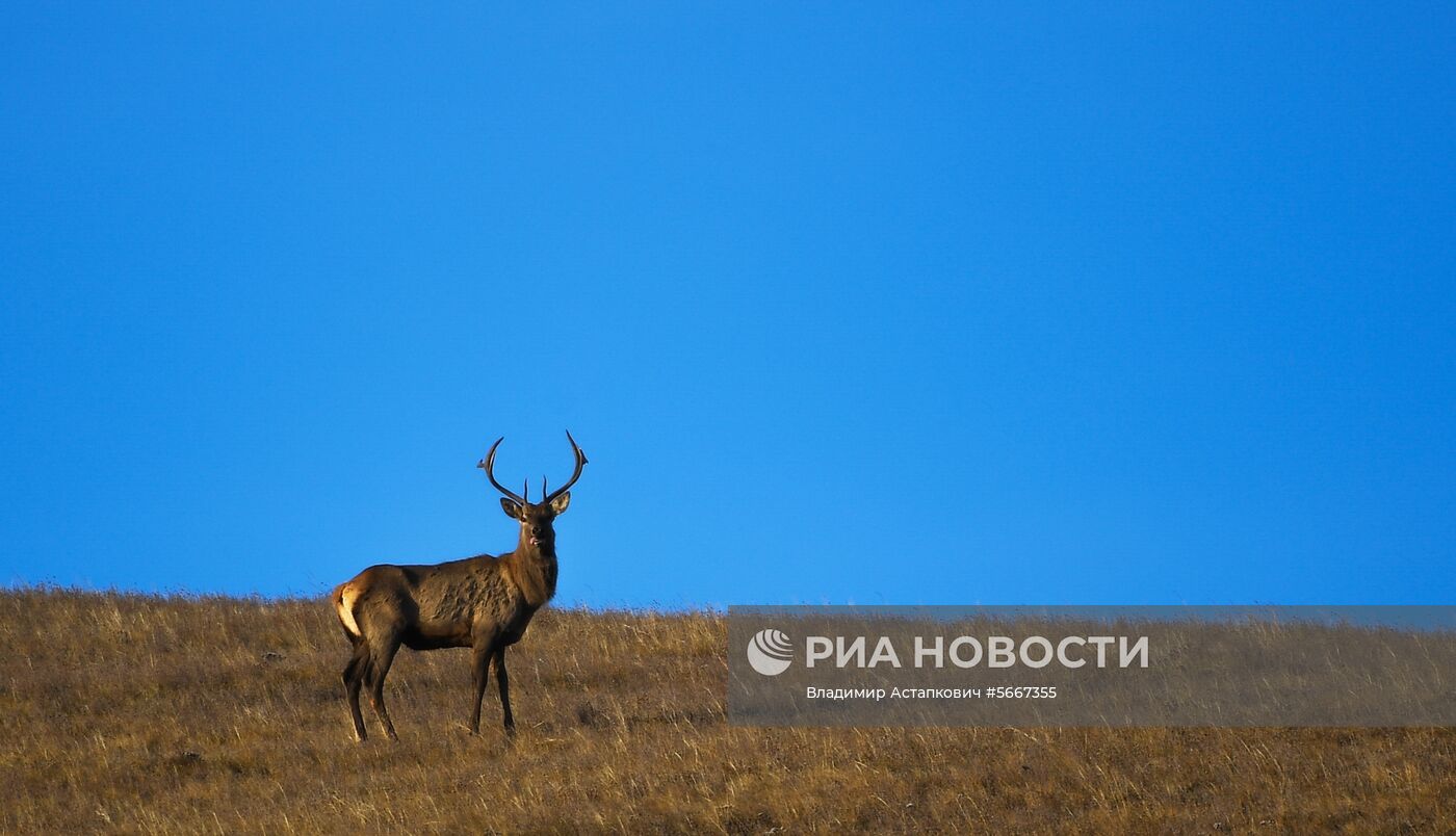 Страны мира. Монголия