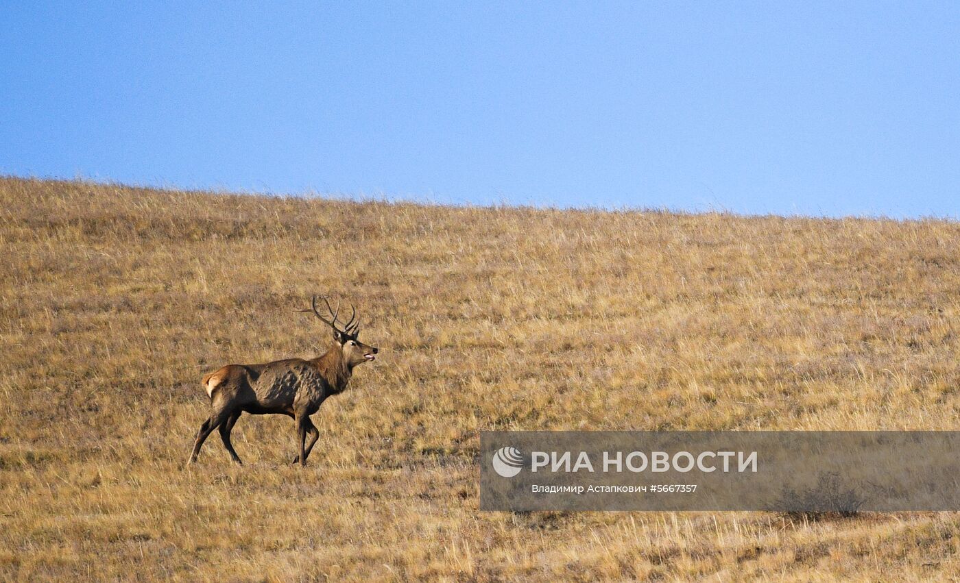 Страны мира. Монголия