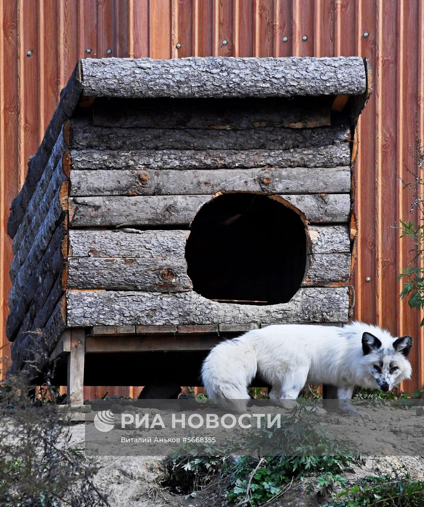 Обитатели зоопарка "Садгород" во Владивостоке