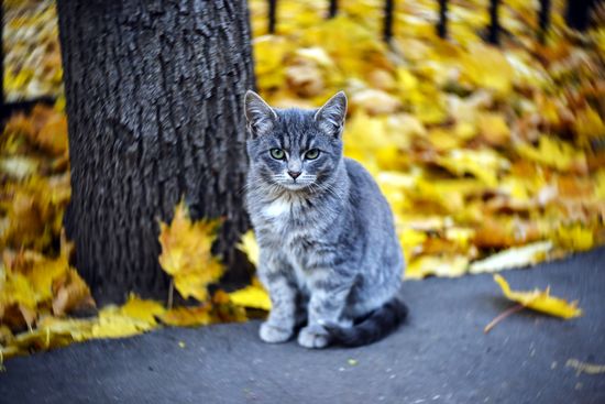 Осень в Москве