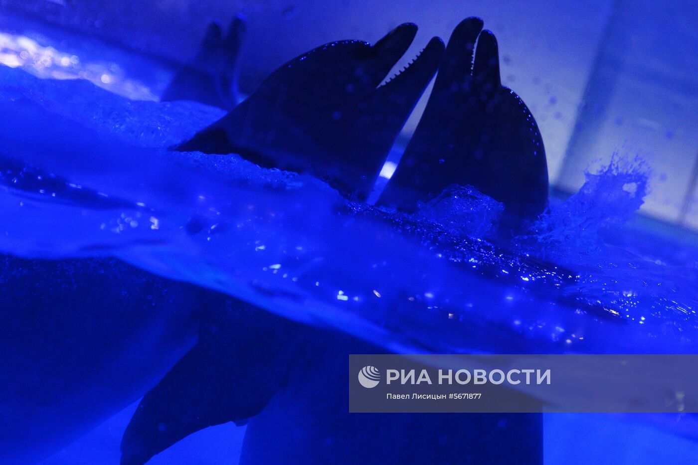 Океанариум и дельфинарий в Екатеринбурге