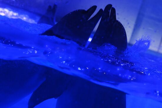 Океанариум и дельфинарий в Екатеринбурге