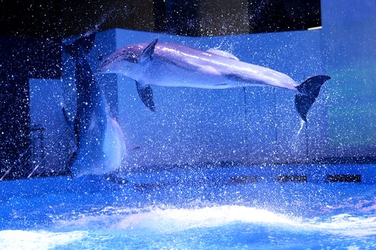 Океанариум и дельфинарий в Екатеринбурге