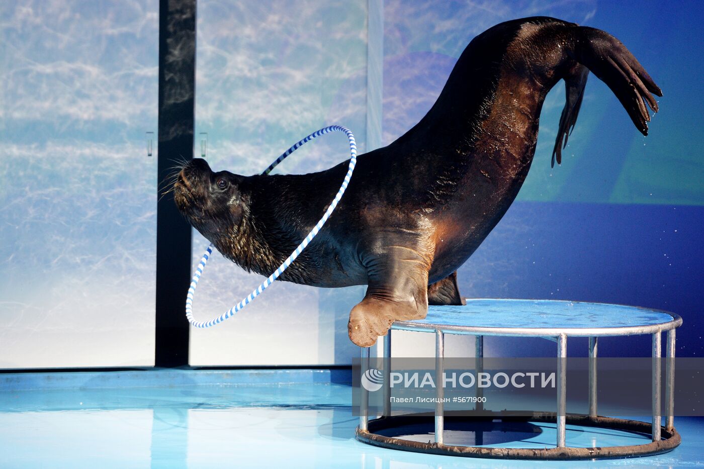 Океанариум и дельфинарий в Екатеринбурге