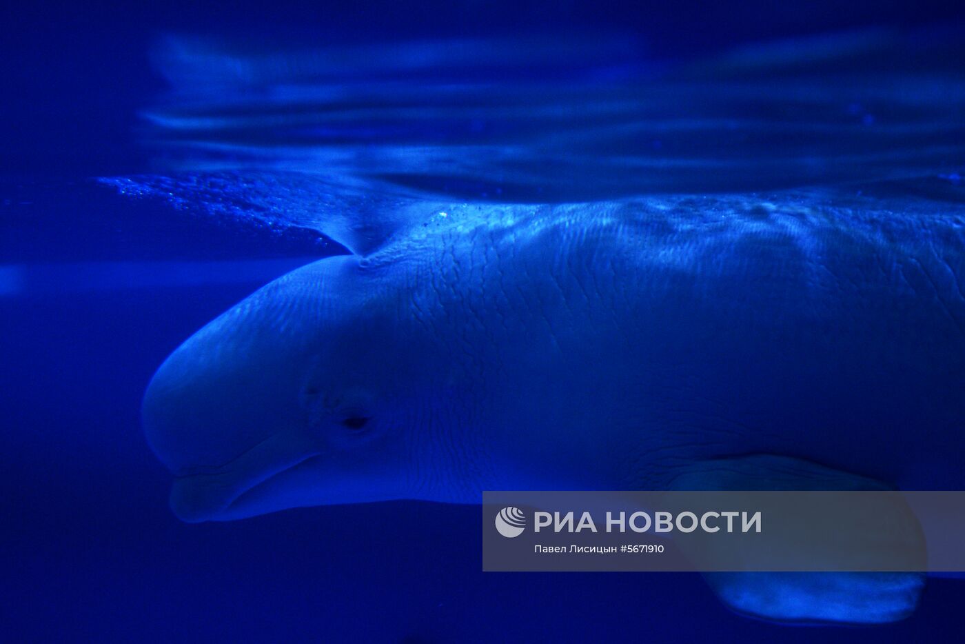 Океанариум и дельфинарий в Екатеринбурге