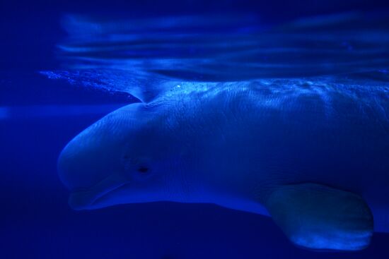 Океанариум и дельфинарий в Екатеринбурге