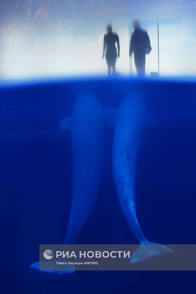 Океанариум и дельфинарий в Екатеринбурге