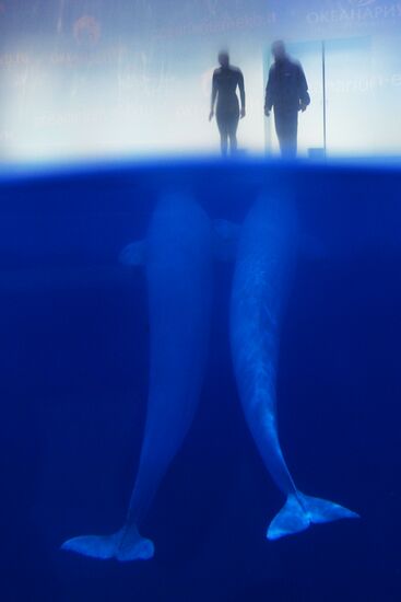 Океанариум и дельфинарий в Екатеринбурге