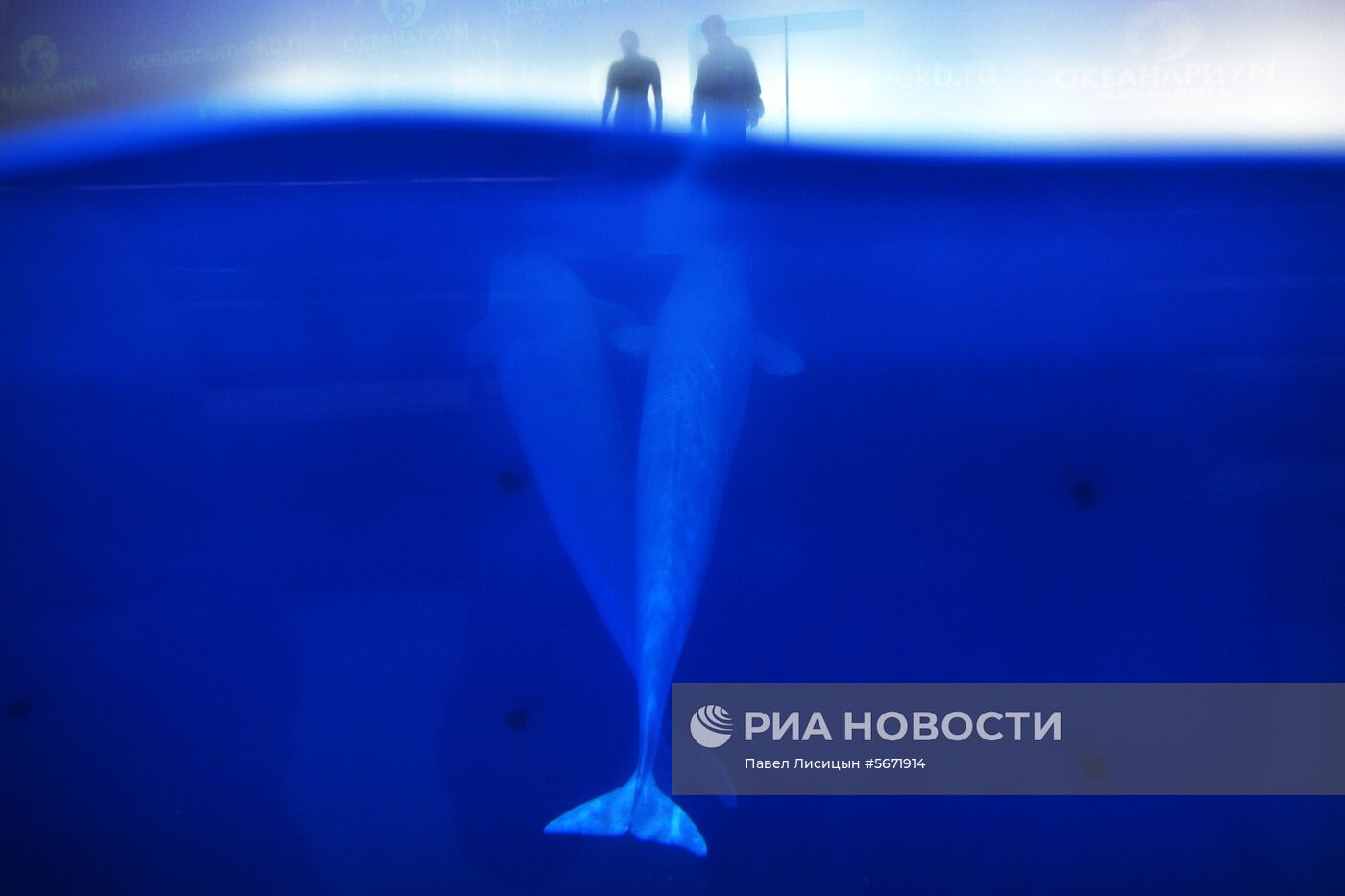 Океанариум и дельфинарий в Екатеринбурге