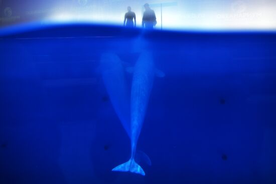 Океанариум и дельфинарий в Екатеринбурге