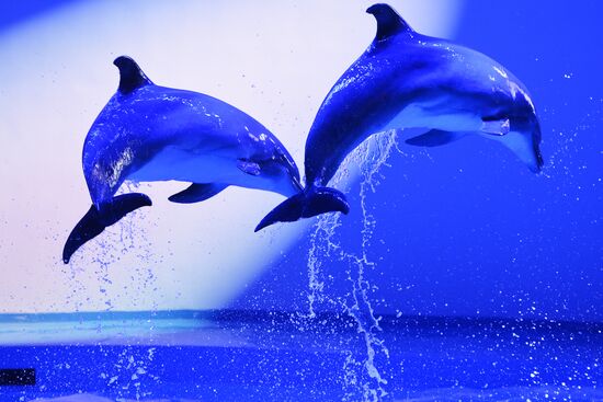 Океанариум и дельфинарий в Екатеринбурге