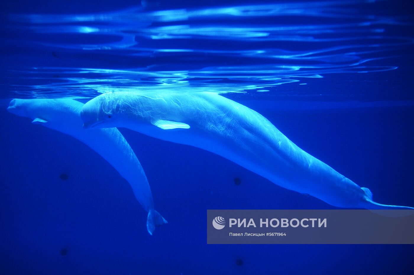 Океанариум и дельфинарий в Екатеринбурге