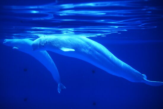 Океанариум и дельфинарий в Екатеринбурге