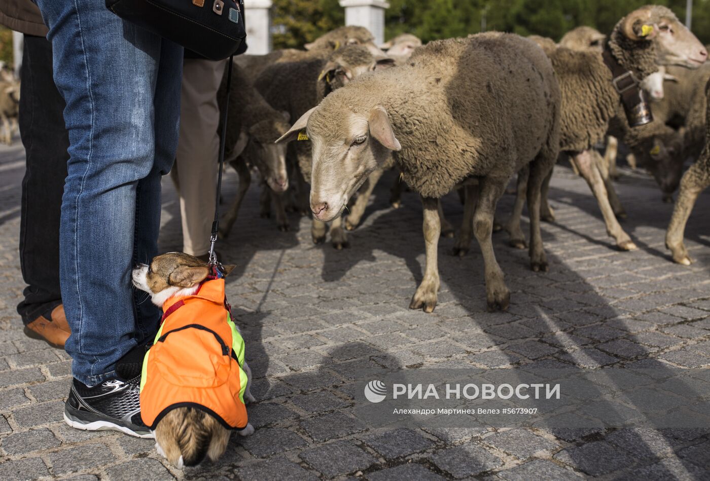 Ежегодная миграция овец через Мадрид