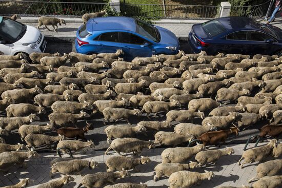 Ежегодная миграция овец через Мадрид