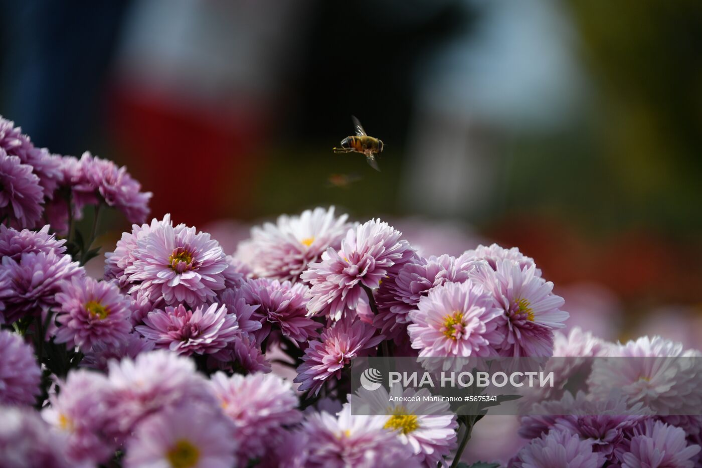 Выставка хризантем "Осенний блюз" в Никитском ботаническом саду 