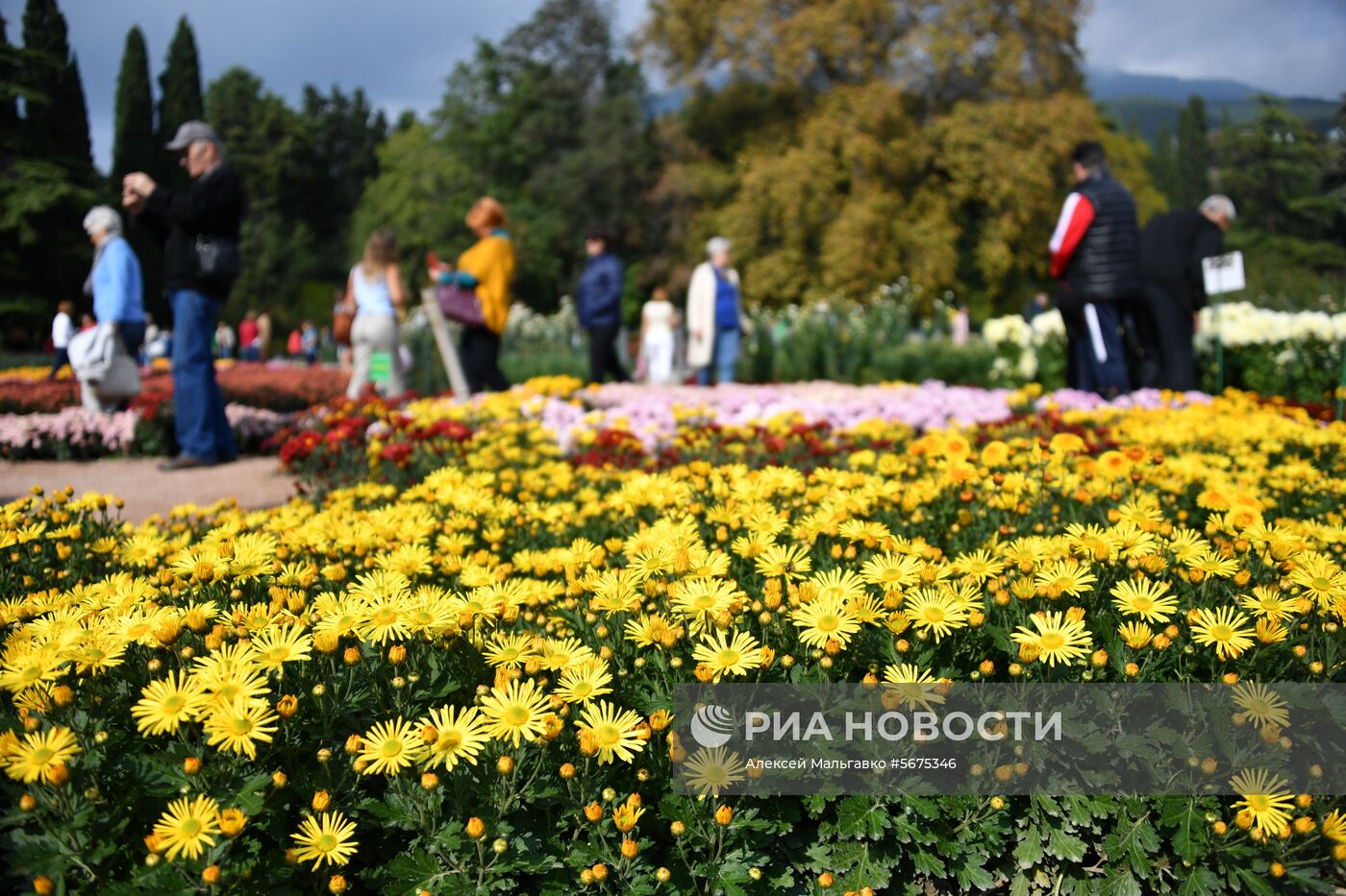 Выставка хризантем "Осенний блюз" в Никитском ботаническом саду 