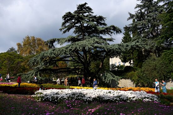 Выставка хризантем "Осенний блюз" в Никитском ботаническом саду 