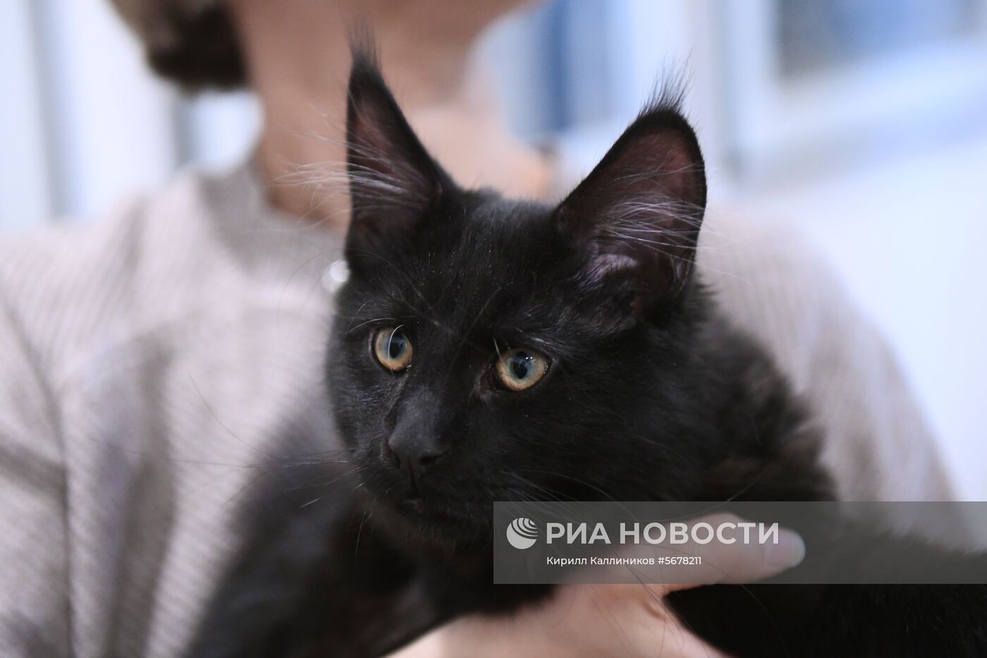 Новый кот Бегемот появился в музее Булгакова