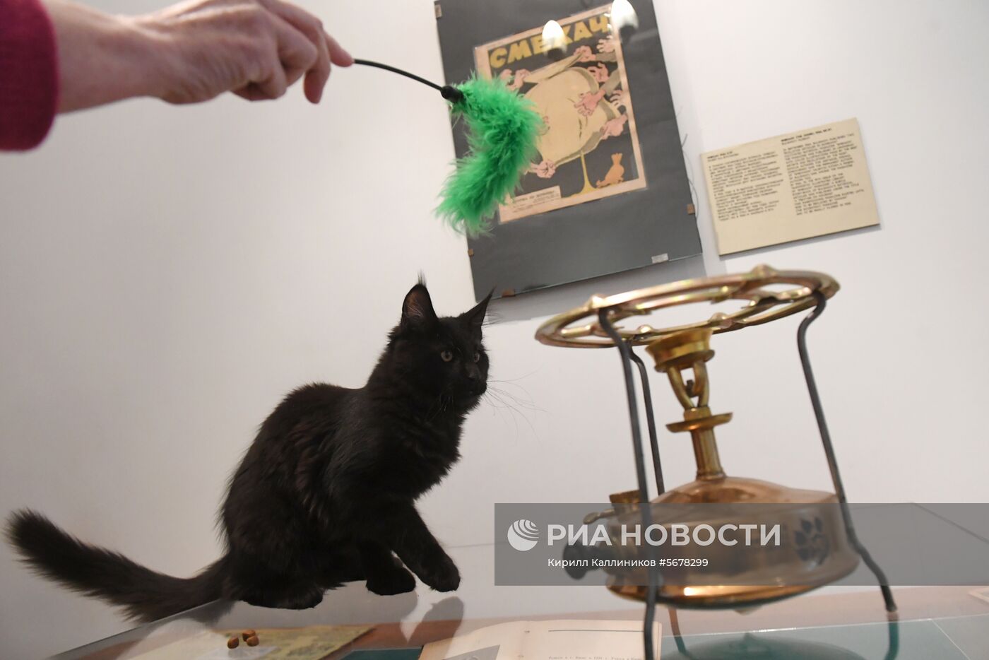 Новый кот Бегемот появился в музее Булгакова