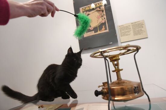 Новый кот Бегемот появился в музее Булгакова