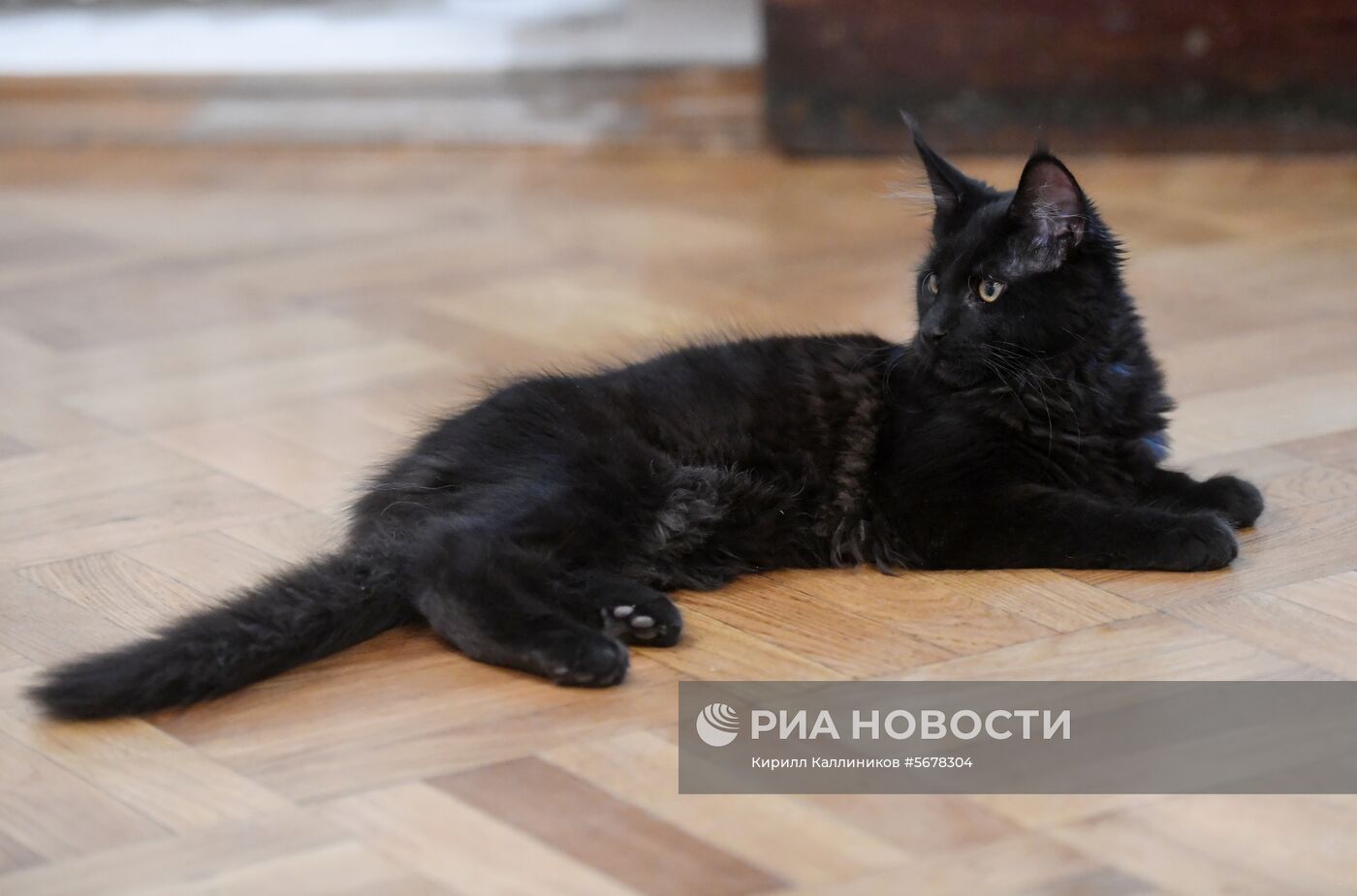 Новый кот Бегемот появился в музее Булгакова