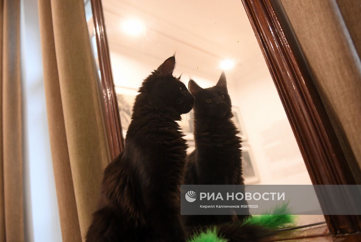 Новый кот Бегемот появился в музее Булгакова
