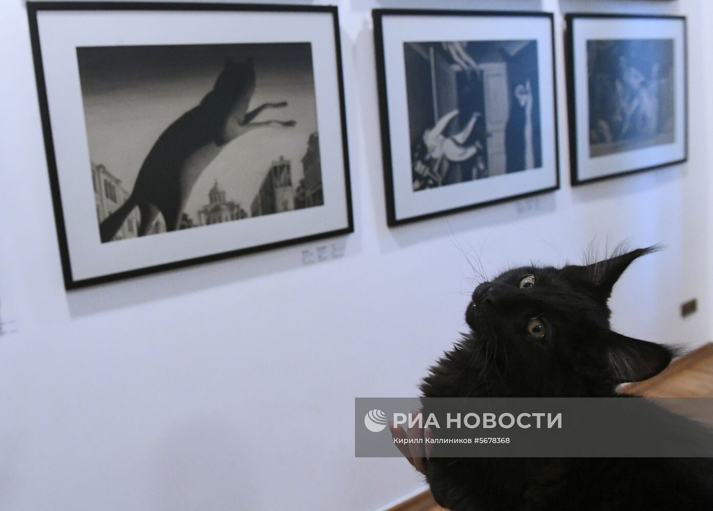 Новый кот Бегемот появился в музее Булгакова