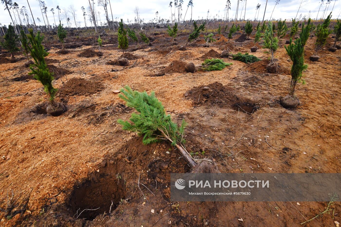 Акция по посадке леса в парке "Лосиный остров"