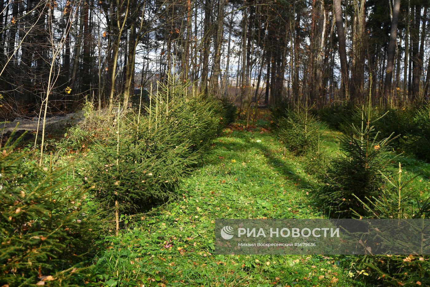 Акция по посадке леса в парке "Лосиный остров"