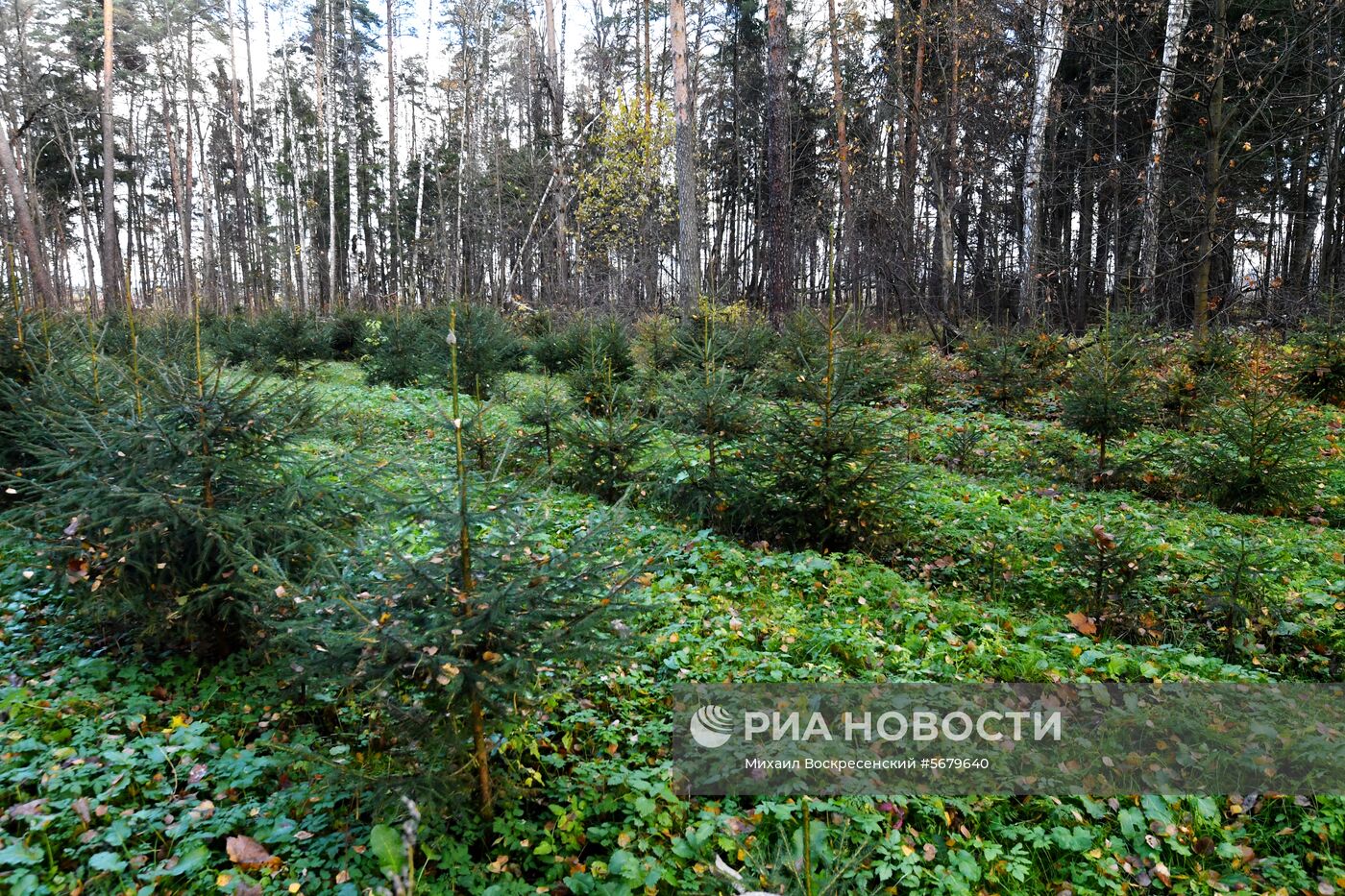 Акция по посадке леса в парке "Лосиный остров"