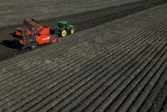 Уборка и переработка первого урожая российского картофеля для "Макдоналдс"