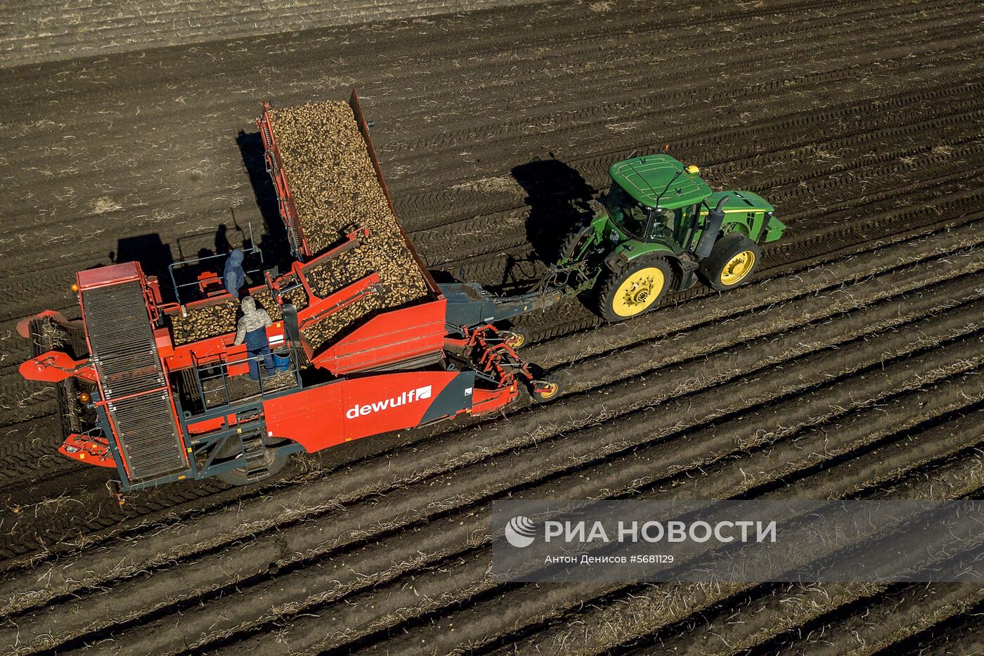 Уборка и переработка первого урожая российского картофеля для "Макдоналдс"