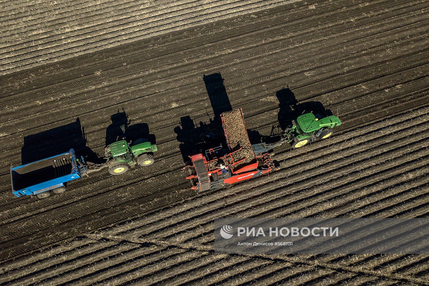 Уборка и переработка первого урожая российского картофеля для "Макдоналдс"