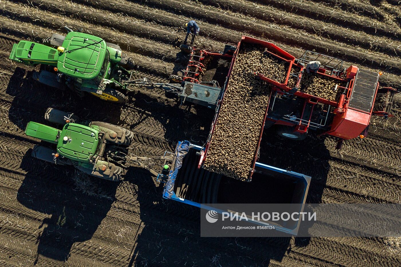 Уборка и переработка первого урожая российского картофеля для "Макдоналдс"