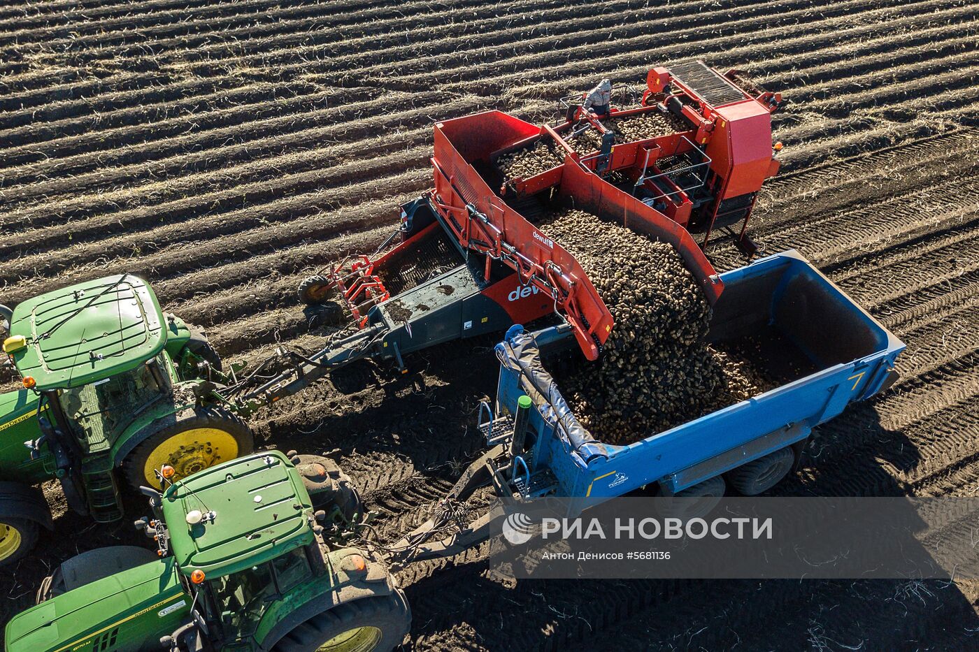 Уборка и переработка первого урожая российского картофеля для "Макдоналдс"