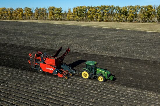 Уборка и переработка первого урожая российского картофеля для "Макдоналдс"