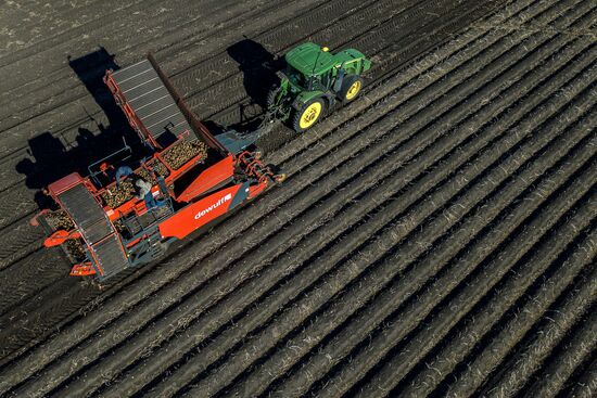 Уборка и переработка первого урожая российского картофеля для "Макдоналдс"