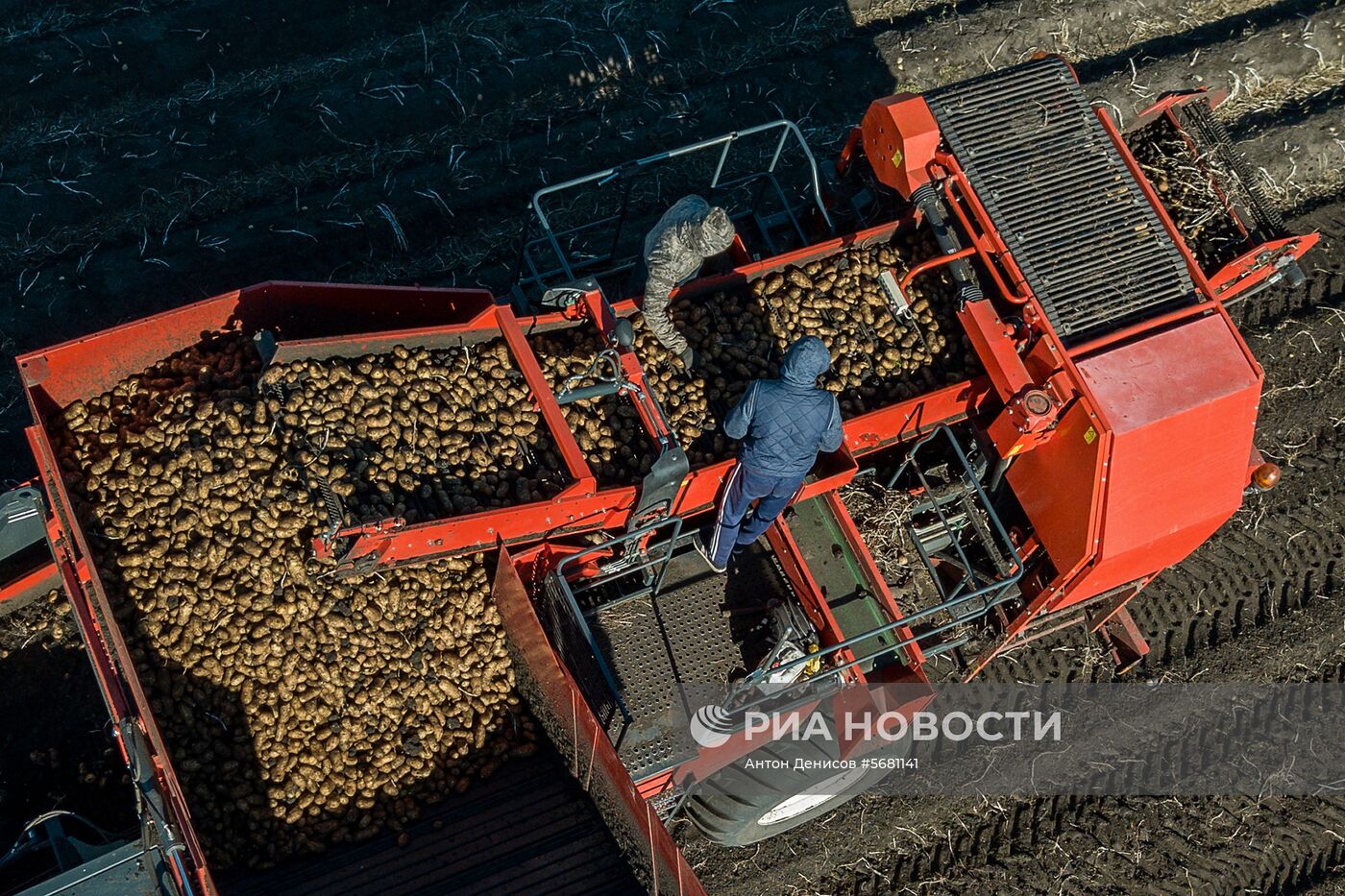 Уборка и переработка первого урожая российского картофеля для "Макдоналдс"