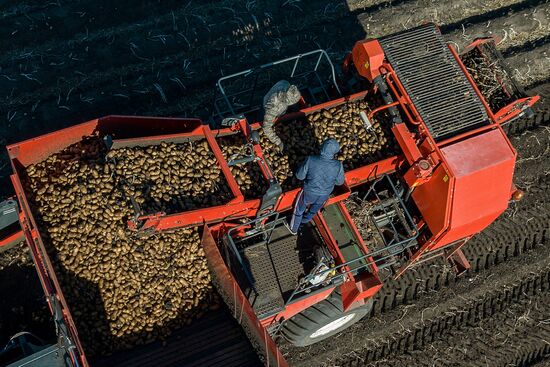 Уборка и переработка первого урожая российского картофеля для "Макдоналдс"