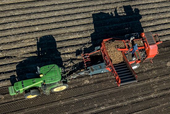 Уборка и переработка первого урожая российского картофеля для "Макдоналдс"