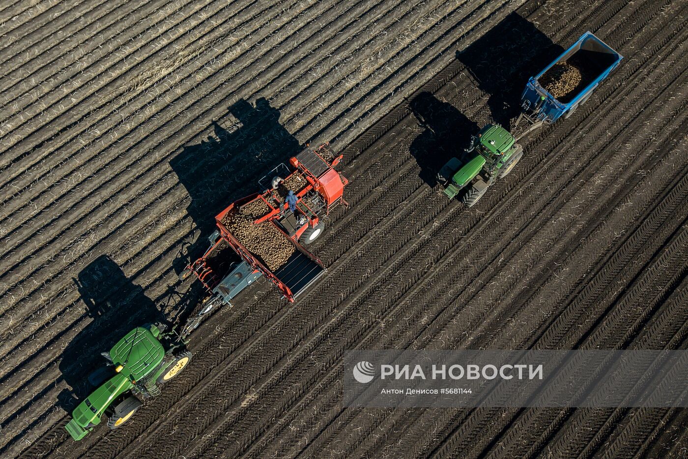 Уборка и переработка первого урожая российского картофеля для "Макдоналдс"