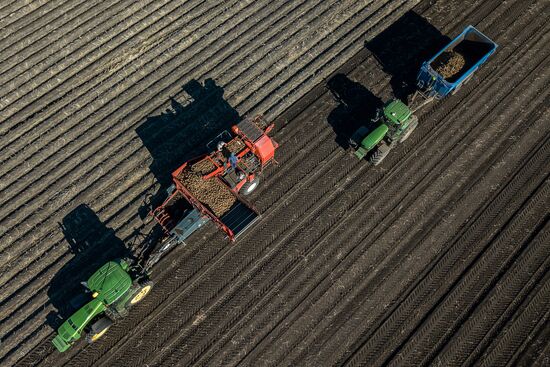 Уборка и переработка первого урожая российского картофеля для "Макдоналдс"