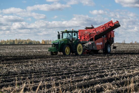 Уборка и переработка первого урожая российского картофеля для "Макдоналдс"